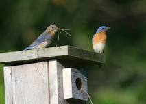 Annual Bird Walk at Longo Farm Open Space