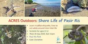 ACRES OUTDOORS  -  Shore Life of Pasir Ris, 30 May 2024