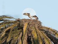 12th Annual San Francisco Bay Osprey Days