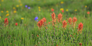 Wildflower Show & Pollinator Festival