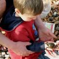 Green Gang: Samphire Hoe Rockpooling