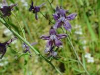 Family Sketch and Plant Hike – Three Bridges