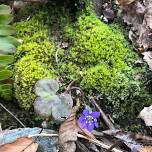 Spring Wildflower Walk