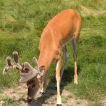 Deer Tracks and Signs program