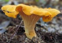 Guided Mushroom Foray - Daphne, AL