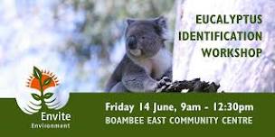 Eucalyptus Tree Identification Workshop