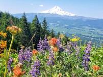 Bald Butte wildflower hike