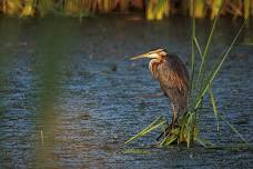 Plett Bitou Birding Festival