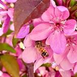 Family Fun Saturday: Pollinator Palooza