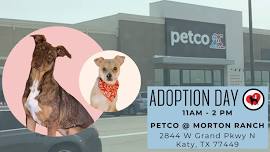 Adoption day at PETCO