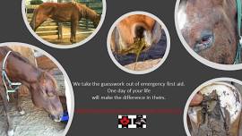 Equine health and Emergency First Aid