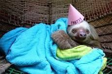 SIR LANCESLOTHS HOMECOMING PARTY!