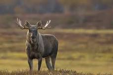 Moose Safari Adventure on eBike: An unique and exciting close encounter with local wildlife