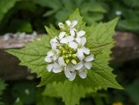 Garlic Mustard Foraging Hike