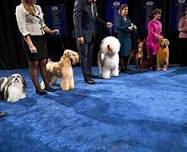 The National Dog Show