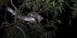 Greater Glider Spotlighting Tour in Tallaganda