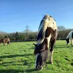 Rehoming Open Day and Field walk 10-12pm