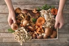 Chattanooga Medicinal Mushrooms Summit