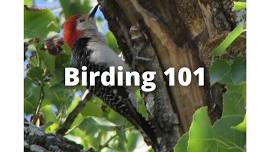 Birding 101