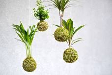 Kokedama Class