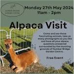 Alpaca Visit at Humber Bridge Garden Centre