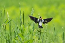 Bobolinks and Other Breeding Birds at Edith Wharton Park