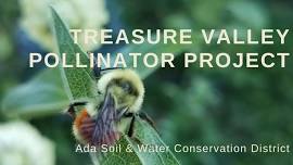 Treasure Valley Pollinator Project 2024