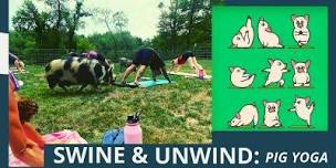 Swine and Unwind  Pig Yoga,