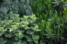 Herbal Container Garden