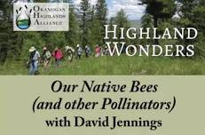 Our Native Bees (and Other Pollinators) with David Jennings