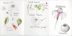 Nature Journaling and Drawing with Wendy Hollender