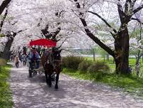 Kitakami Tenshochi Sakura Festival