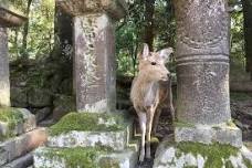 Private Full-Day Tour in Nara: Explore Ancient Temples and Discover the City's History