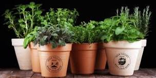 Kitchen Herbs-Indoor Gardening for Good Taste Workshop