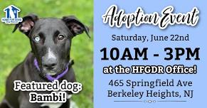 Adoption Event at the HFGDR Office ~ 6.22.24 