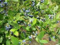 Mossyrock Blueberry Festival