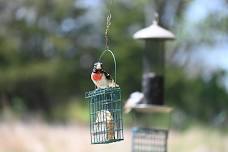 Blue Mounds Birding