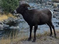 Waterton Canyon Bighorn Sheep Lookout with Karen