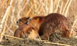 June Slough Science with Katie Holzer - Walk a Wetland! — Columbia Slough Watershed Council