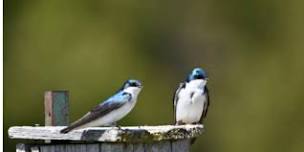 Songbirds of Spring: Birdwatching Basics