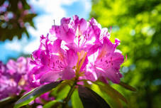 Massachusetts Chapter of The American Rhododendron Society Show & Sale