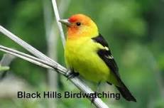 Black Hills Birdwatching