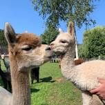 Crystal Lake Alpaca Farm Day 2024