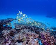 Minna / Sesoko island , 2 boat try dives ( Full )