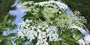 Elderberry Field Day