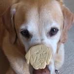 Read to Grant the Therapy Dog