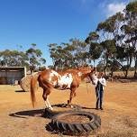 Happiness with Horses