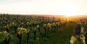 Discover some of Wanaka and Central Otago’s best wineries and meet some of the people behind their award-winning wines.