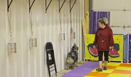 UKC Nosework Trials