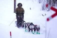 Half-Day Dog Sled Ride in Norwegian Tundra: Drive Your Own Team in the Land of Northern Lights